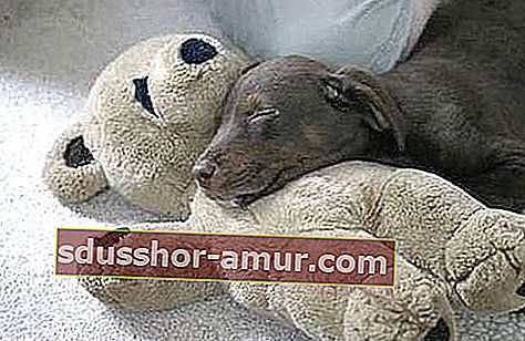 sivo psiće koje spava na svojoj mekoj igrački