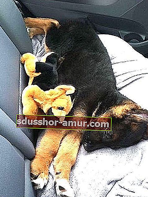 psić koji spava u autu sa svojim igračkama