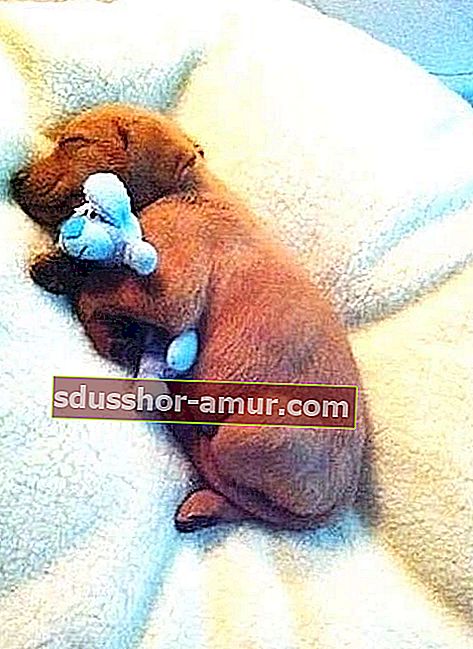 собака спит с голубой мягкой игрушкой