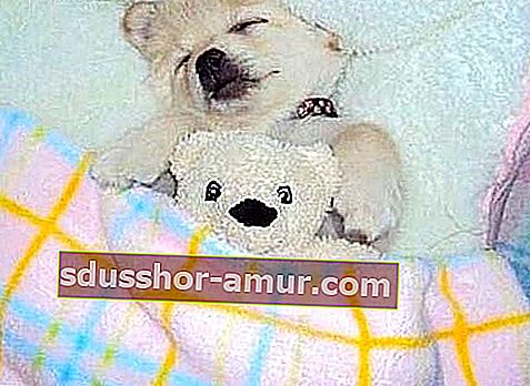 otroški beli pes z belo mehko igračo