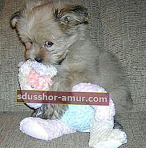 srčkan otroški pes z belo mehko igračo