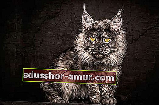 серый кот мейн-кун