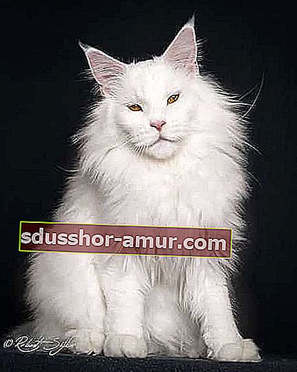 bijela maine coon mačka