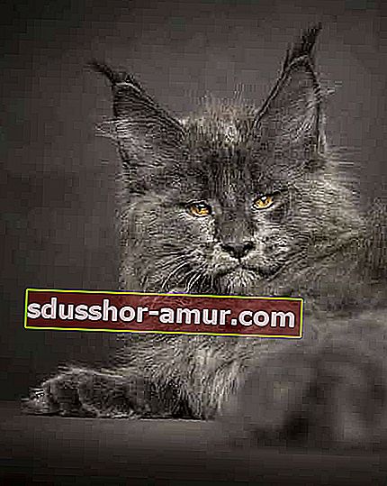 величественный серый кот мейн-кун