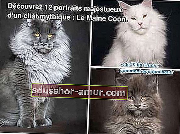 12 portretov velikanskih mačk Maine Coon