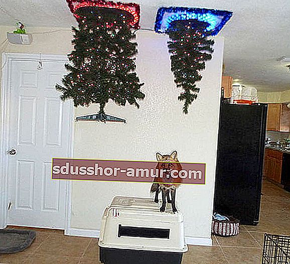 Božićno drvce koje visi sa stropa kako ga lisica ne bi oštetila