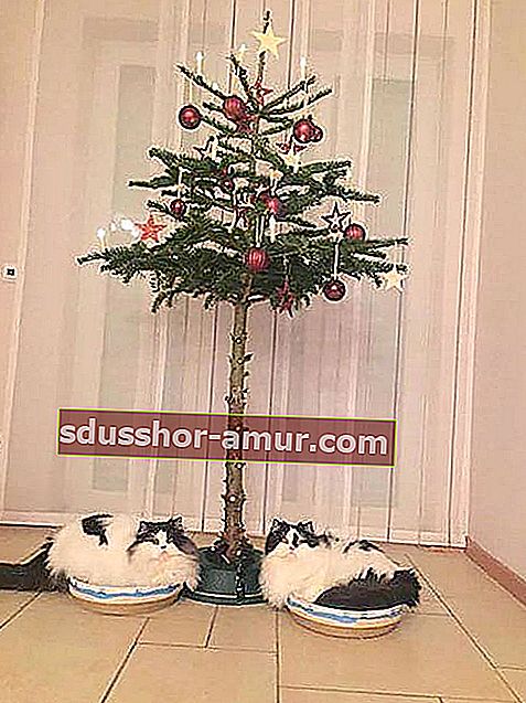 2 beli in črni mački, ki sta pod golo božično drevo 