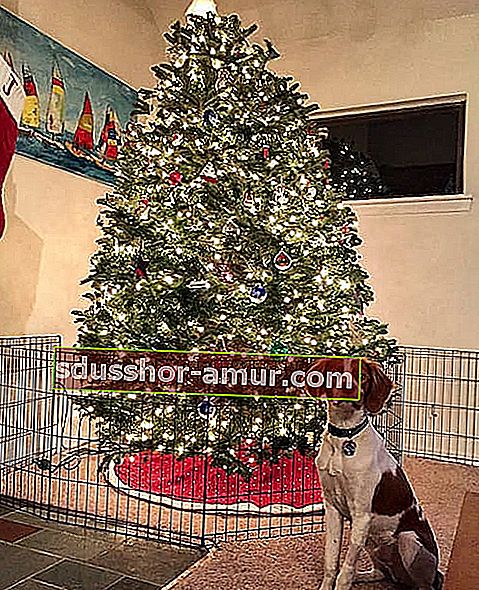 Božično drevo v kletki, da ga zaščitite pred psom, ki poje okraske
