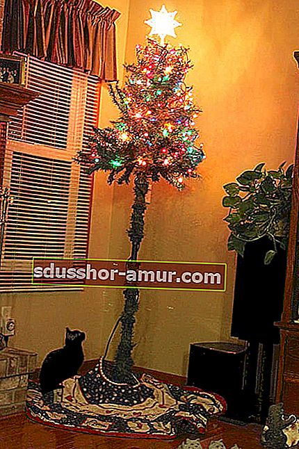 Majhna gola božična jelka z zvezdo na vrhu, ki jo ščiti pred črno mačko