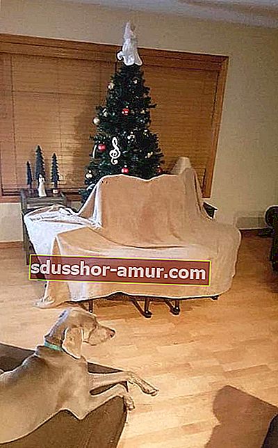 Božično drevo zaščiteno s stoli, da se pes ne bi povzpel nanj