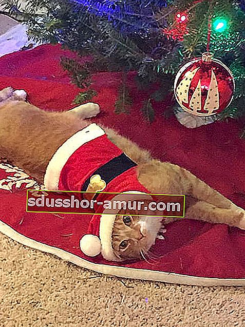 Кот, который замаскирован под Санта-Клауса, забравшись на дерево