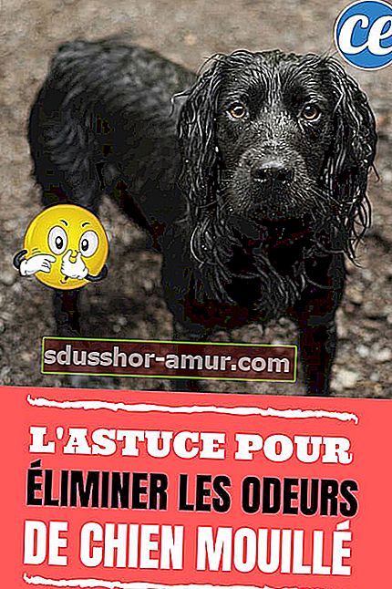 Črno prepojen pes, ki z besedilom slabo diši: trik za odpravljanje vonjav po mokrem psu