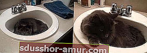 siva mačka u sudoperu