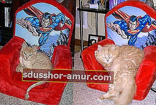 червена котка, лежаща на фотьойл от супер мъж