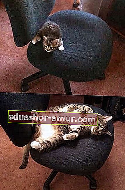 mačka na uredskoj stolici