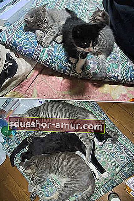 3 mačke na jastuku