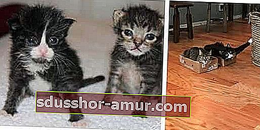 otroška mačka in odrasla mačka v zaboju