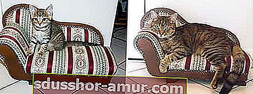 кот на маленьком диване