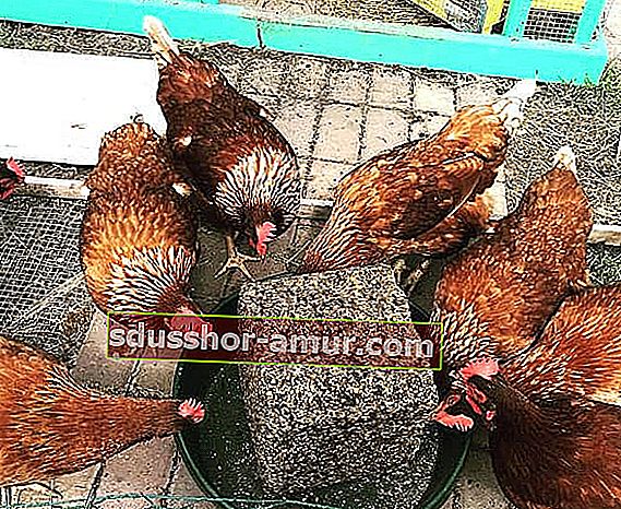Красные цыплята едят блок с семенами своими руками