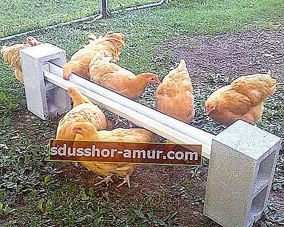 kako narediti podajalnik piščancev z žlebom