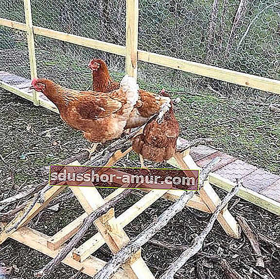 DIY kokoši na ostrižu z vejami