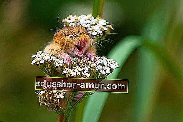 Маленькая мышь улыбается в цветке