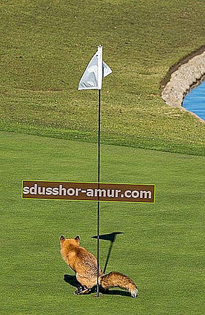 lisica, ki se pokaka v luknji za golf