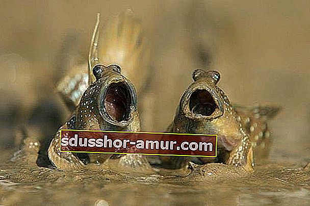 две лягушки с открытым ртом
