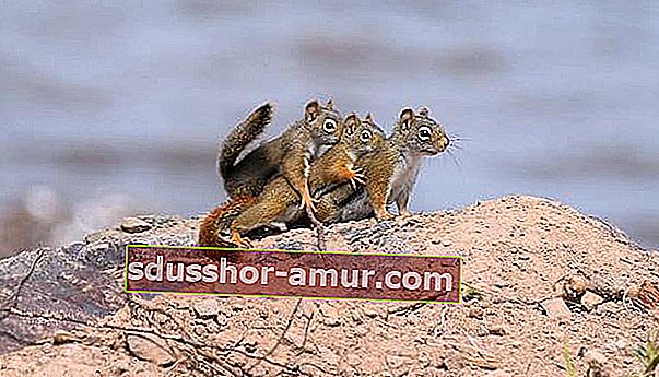 Veverice, ki izvajajo en sam ples 