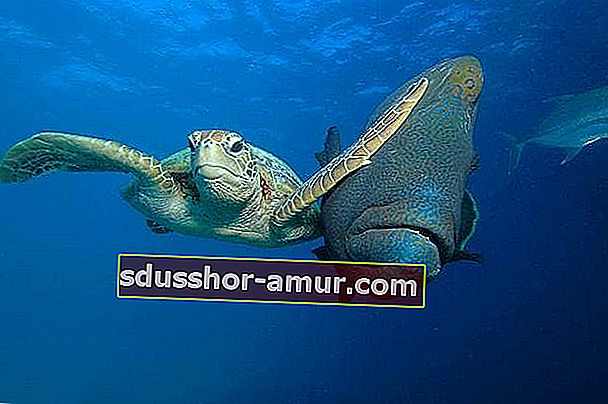 kornjača u oceanu udarajući šapu ribu