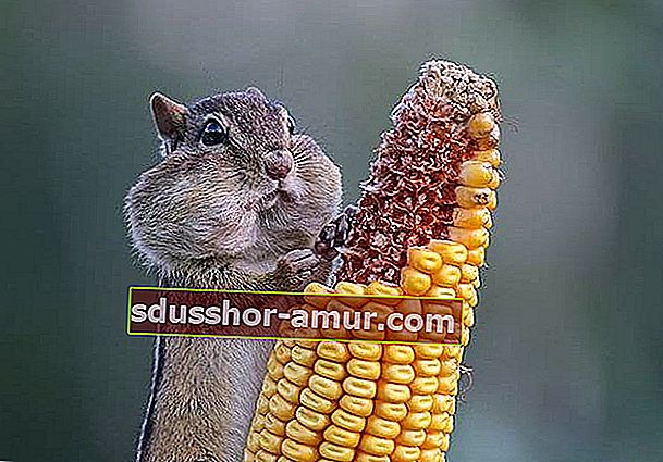 Veverica jedo koruzni storž 