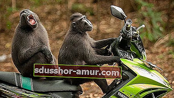dve opici makaki na mobilnem telefonu, ki se nasmehneta