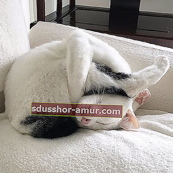 обърната с главата надолу спяща бяла котка