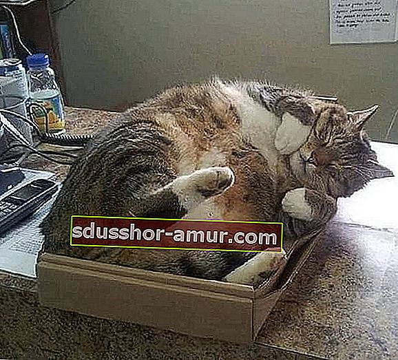 кошка-спит в картоне