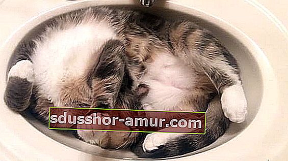 котка, която спи в мивката