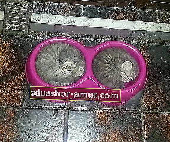 котята спят в круглых мисках