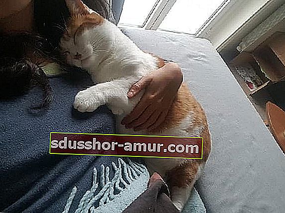 прегръдка на котка към любовницата си