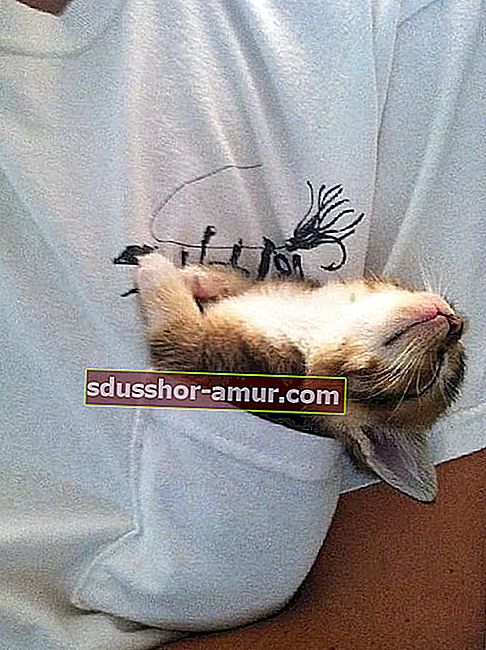 футболка с надписью "кошка в кармане"