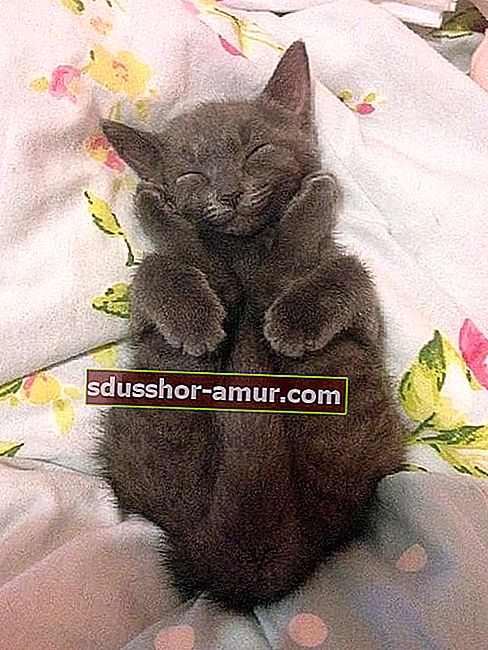 спящий серый котенок