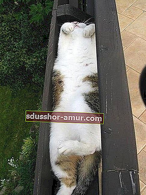 белый кот спит в сточной канаве