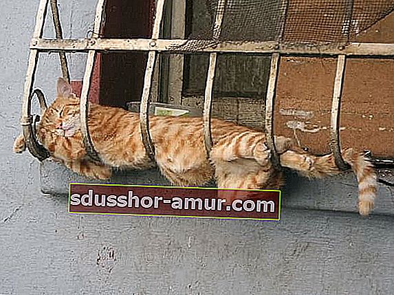 спящий кот на оконной решетке