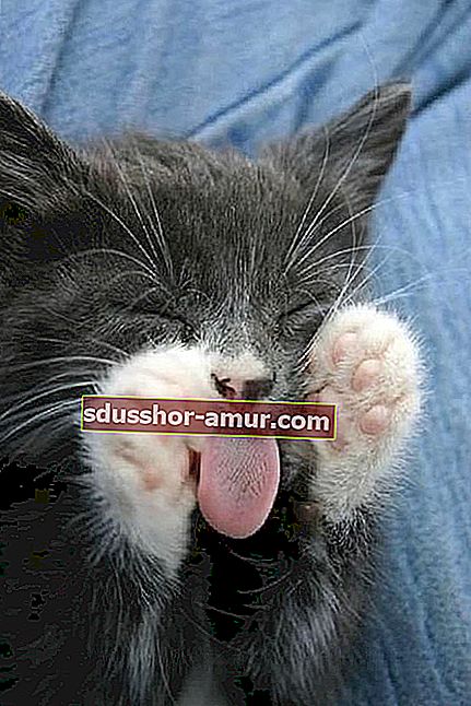 смешной-спящий-серый-кот