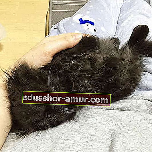 длинноволосый черный кот спит против своего хозяина