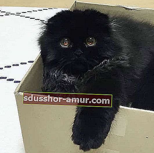 črna mačka v kartonski škatli