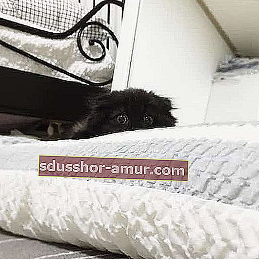 črna mačka skrita v postelji