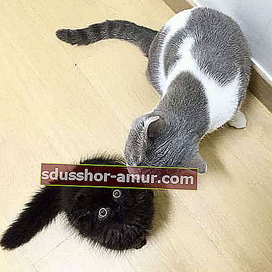длинношерстный черный кот и серо-белый кот
