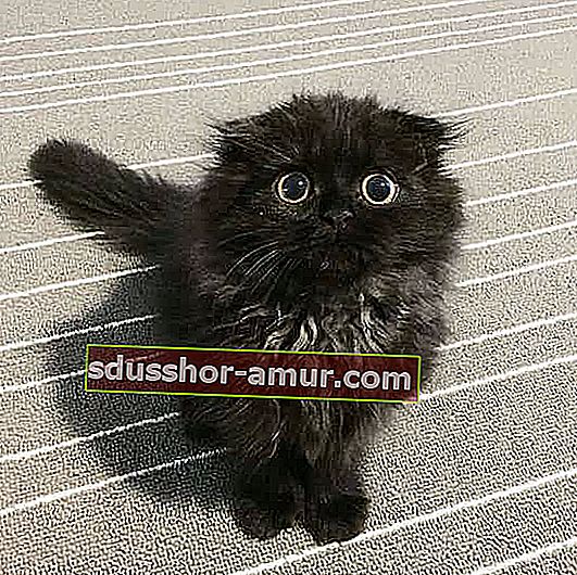 velike črne mačke rumene oči