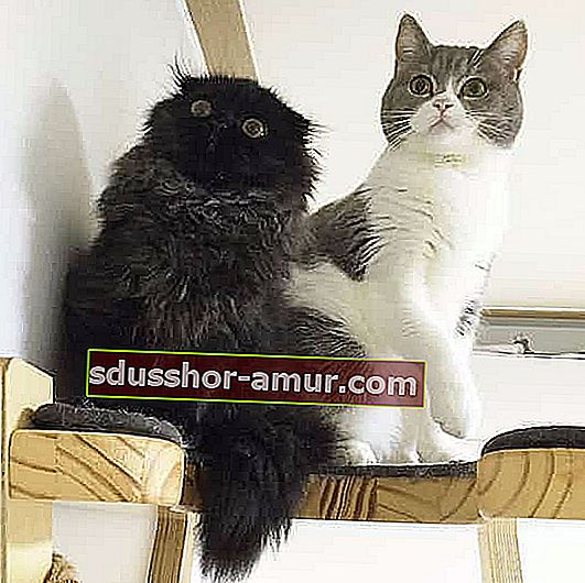 2 черных и серых дружелюбных кота