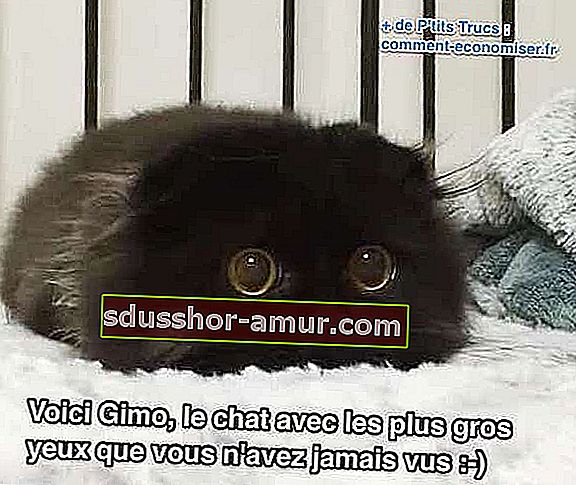 ova crna mačka ima najveće žute oči ikad