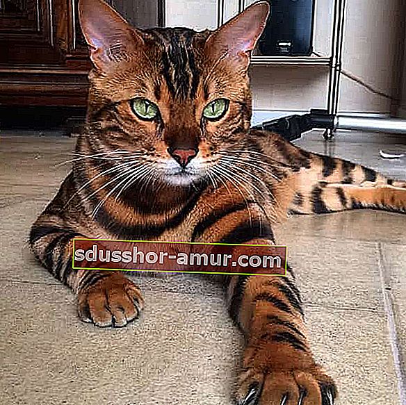 великолепный бенгальский кот